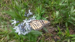 Amsonia tabernaemontana