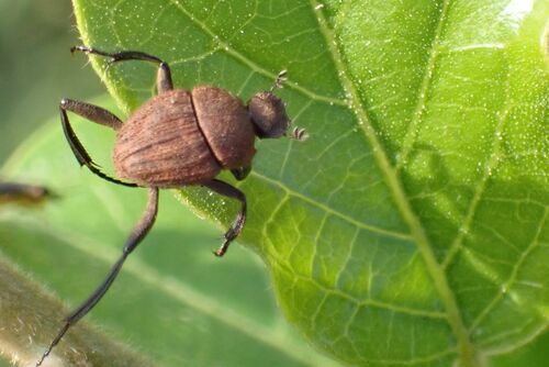 Bee Sysiphus Sisyphus nanniscus · iNaturalist