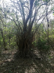 Bravaisia integerrima