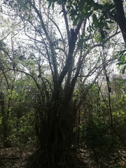 Bravaisia integerrima