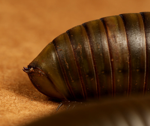 Spinotarsus colosseus