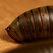Odontopygidae - Photo 由 Wynand Uys 所上傳的 (c) Wynand Uys，保留部份權利CC BY