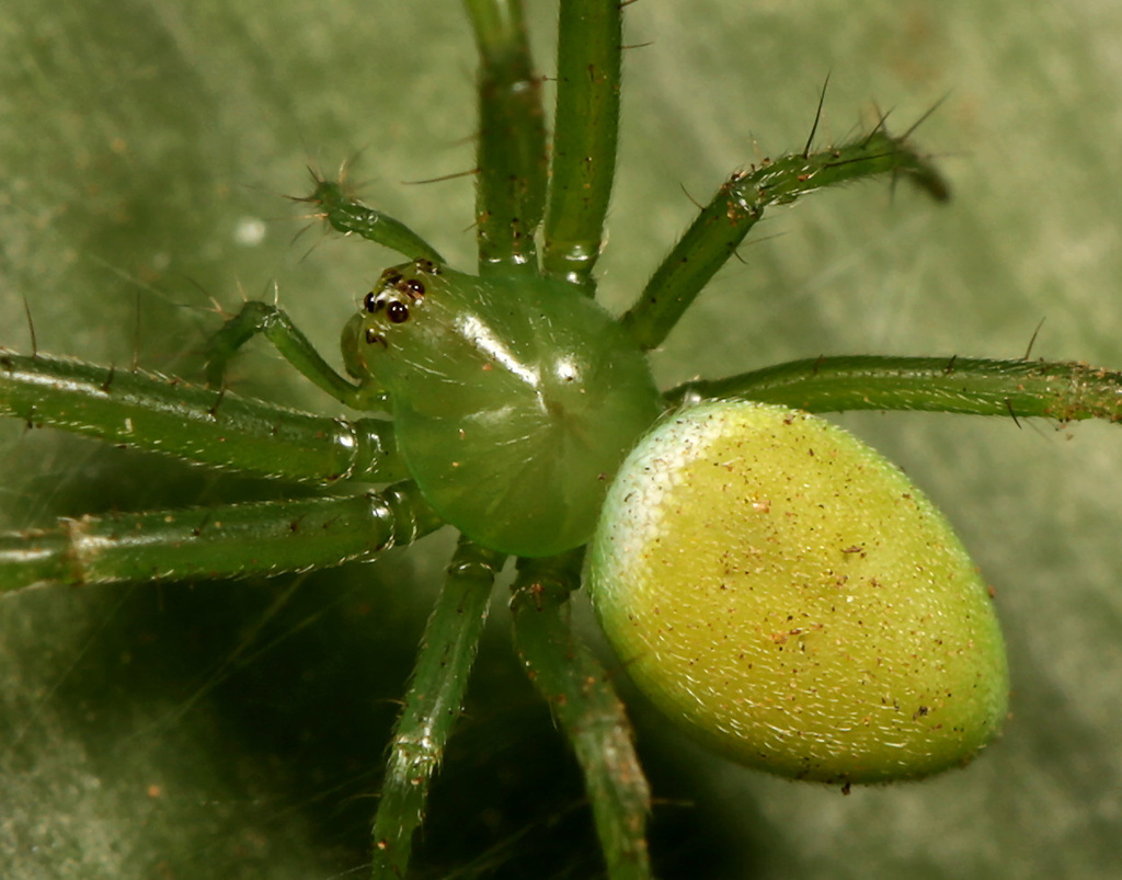 Prasonica albolimbata
