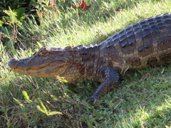Broad-Snouted Caiman photo 2