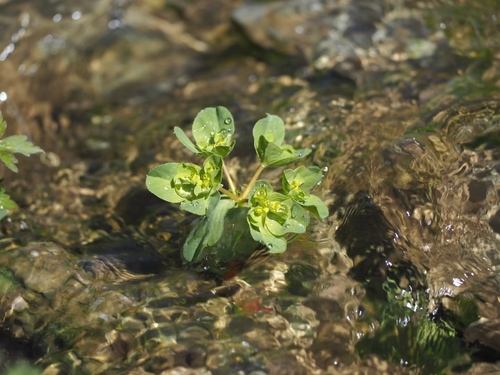 Sun spurge
