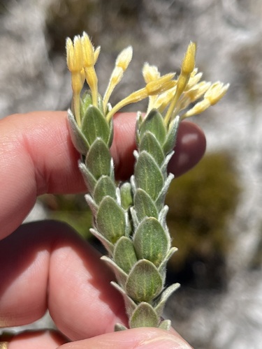 Gnidia anomala (Gnidia anomala)