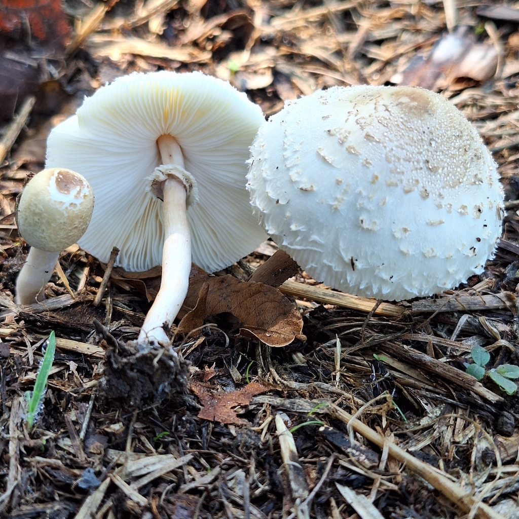 Chlorophyllum hortense · December 2023 · photo: © deniszabin (iNaturalist, cc-by)