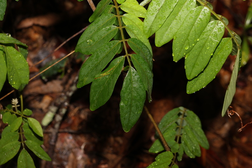 Image of Brachypterum involutum by (c) Greg Tasney, some rights reserved (CC BY-SA)