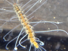 Amblyosyllis nigrolineata