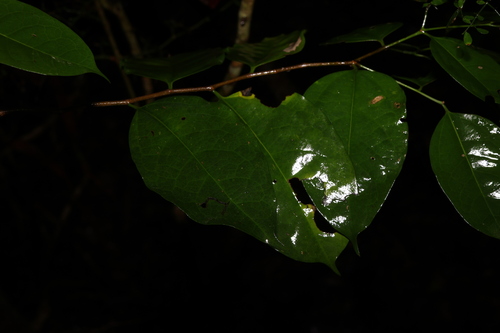 Image of Celtis paniculata by (c) Greg Tasney, some rights reserved (CC BY-SA)