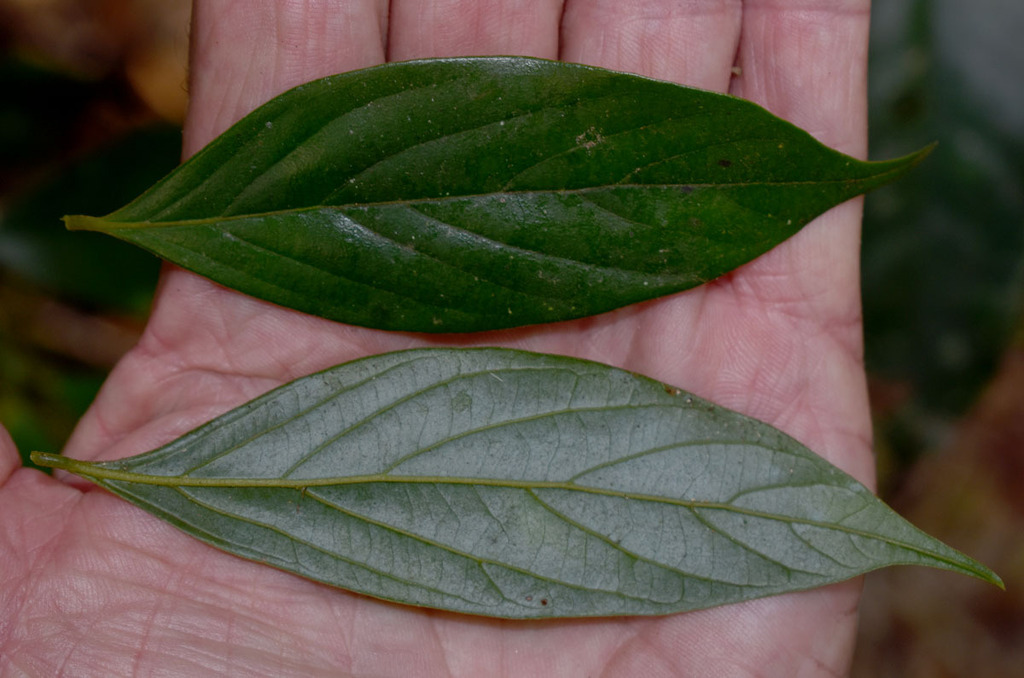 Endiandra wolfei