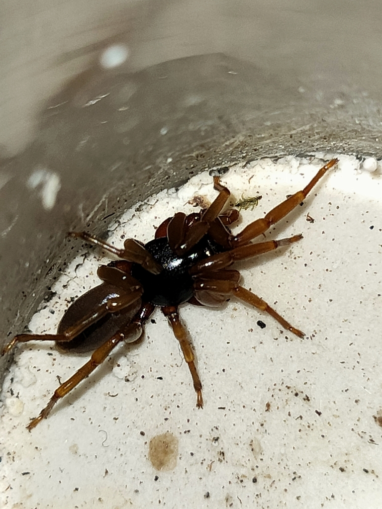 Dysdera ramblae