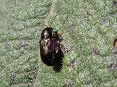 Hemiglyptus basalis