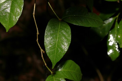 Image of Gynochthodes canthoides by (c) Greg Tasney, some rights reserved (CC BY-SA)