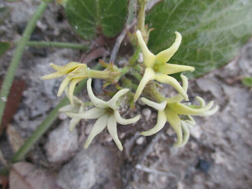 Image of Orthanthera jasminiflora by no rights reserved