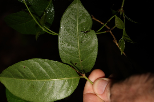 Image of Gynochthodes canthoides by (c) Greg Tasney, some rights reserved (CC BY-SA)