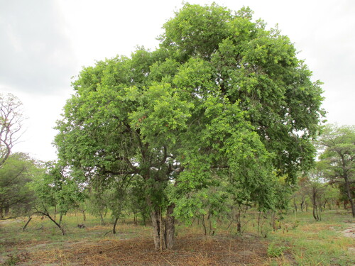 Combretum collinum (Combretum collinum)