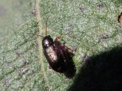 Hemiglyptus basalis