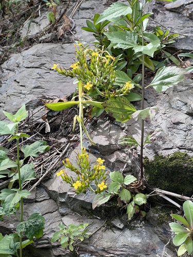 Kalanchoe integra (Medik.) Kuntze