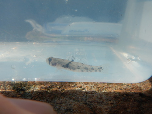 Pseudogobius poicilosoma