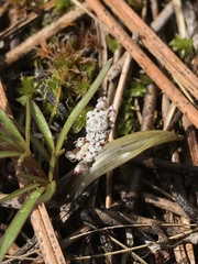 Lomatium gormanii