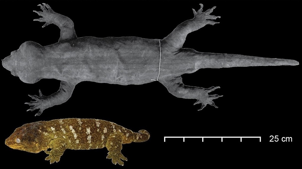 Hoplodactylus delcourti