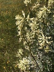 Astragalus oxyphysus