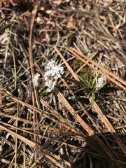 Lomatium gormanii