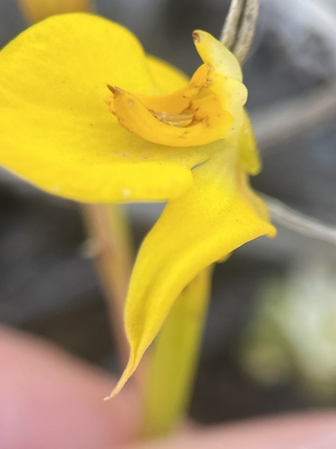 Image of Disa tenuifolia by (c) Charleen Brunke, some rights reserved (CC BY)