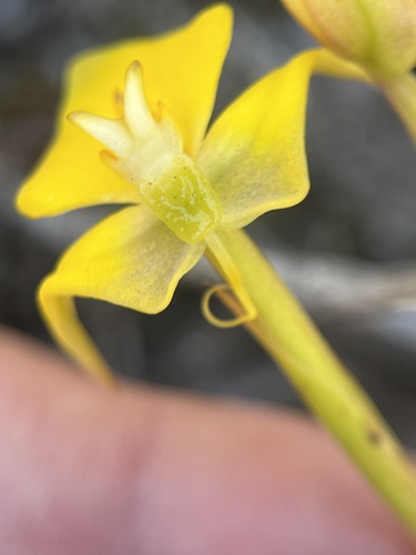 Image of Disa tenuifolia by (c) Charleen Brunke, some rights reserved (CC BY)