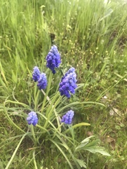 Muscari neglectum