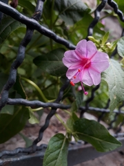 Mirabilis jalapa