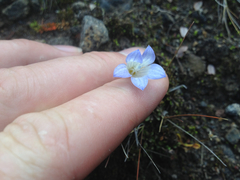 Wahlenbergia pygmaea pygmaea