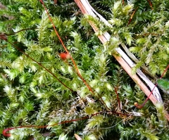 Eurhynchium