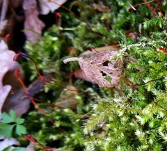 Eurhynchium