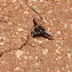 Bombylius curtirhynchus