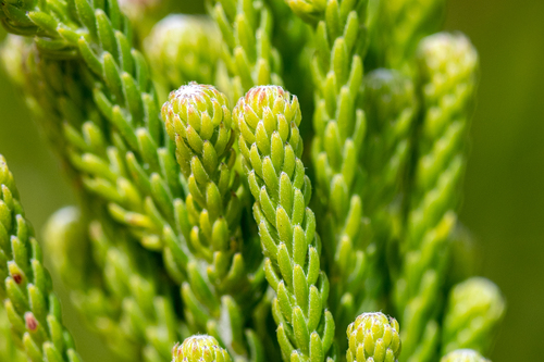 Brunia neglecta (Brunia neglecta)