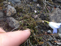 Wahlenbergia pygmaea pygmaea