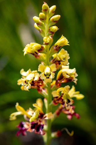How to identify Tritoniopsis parviflora (Jacq.) G.J.Lewis
