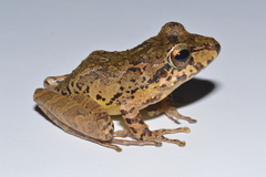 Pristimantis w-nigrum
