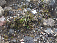 Wahlenbergia pygmaea pygmaea