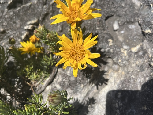 Image of Common Rockdaisy (Heterolepis aliena) by (c) Charleen Brunke, some rights reserved (CC BY)