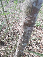 Cnidoscolus megacanthus