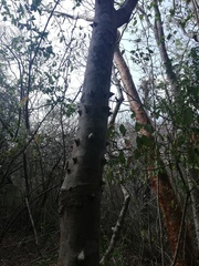 Cnidoscolus megacanthus