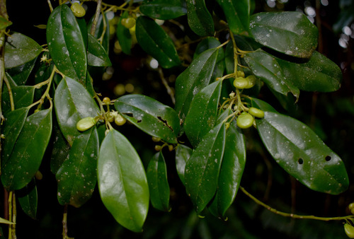 Apodytes brachystylis, 2023-11-03