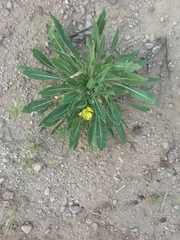 Oenothera primiveris primiveris