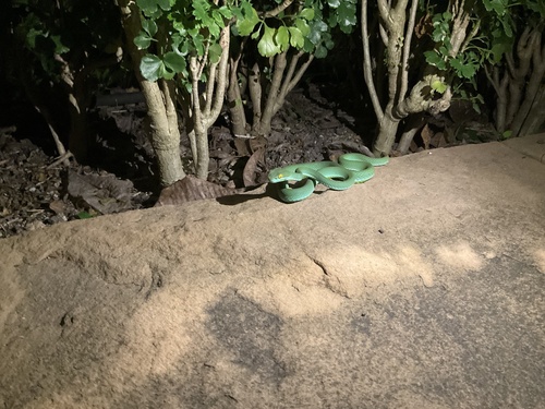 Kramer's Pit Viper, Trimeresurus macrops