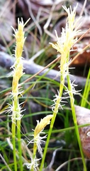 Carex alba