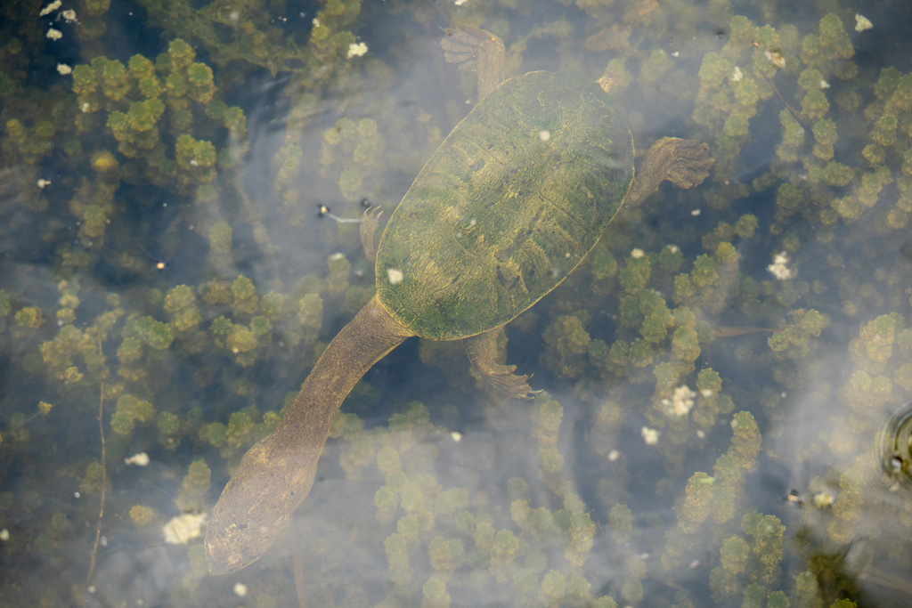 Southwestern snake-necked turtle from Lake Joondalup, Joondalup, WA, AU ...