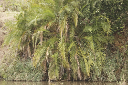 Phoenix reclinata